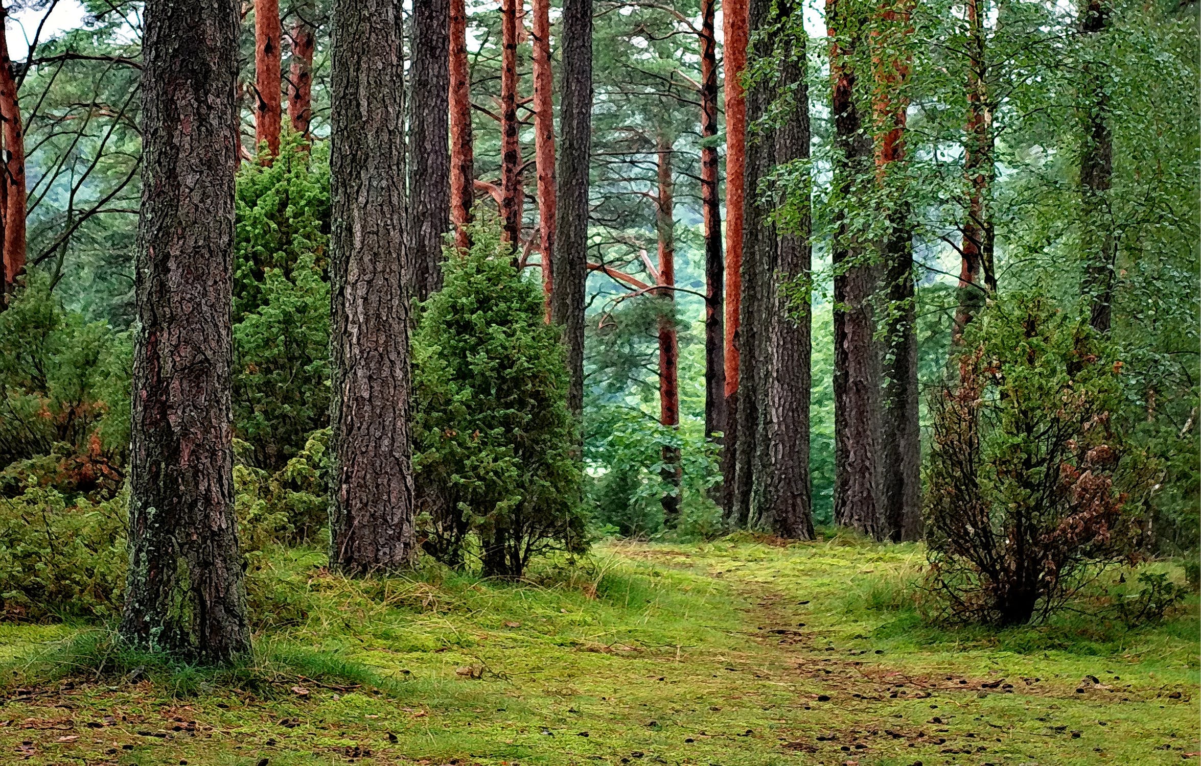 Trees in a park