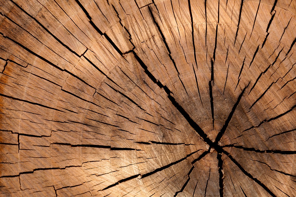Wooden log
